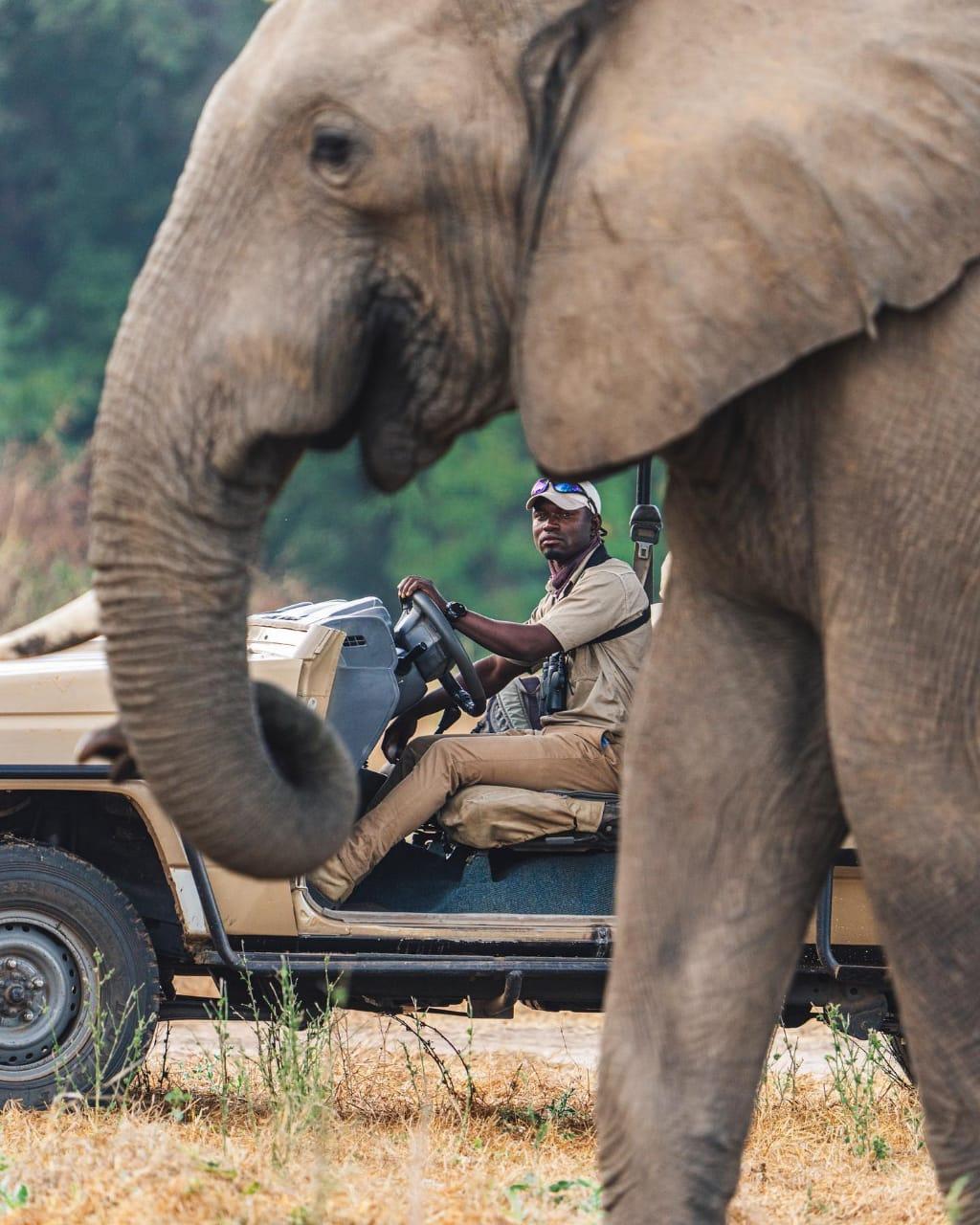 Elephant beside our safari vehicle