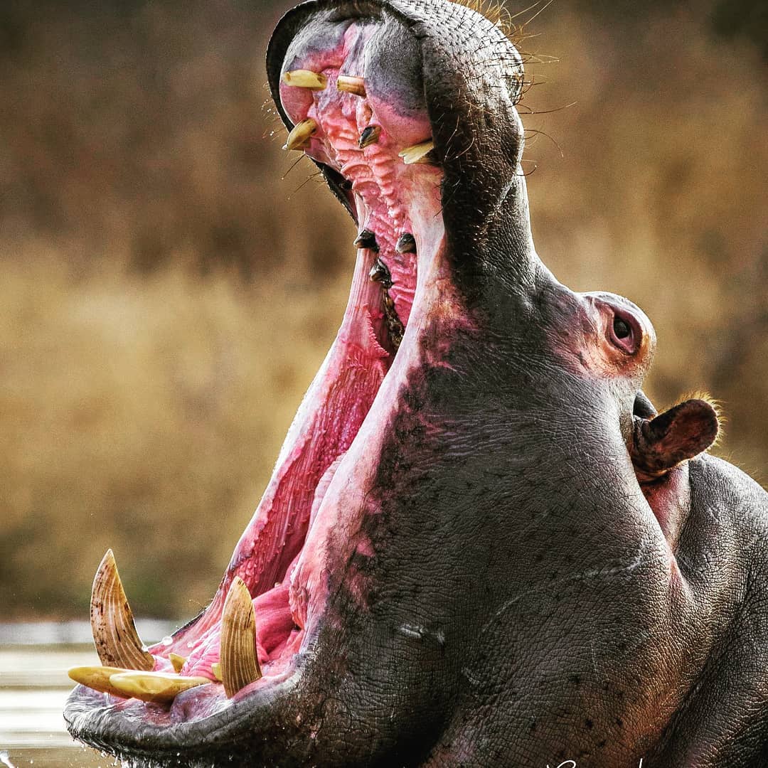 Hippo yawning