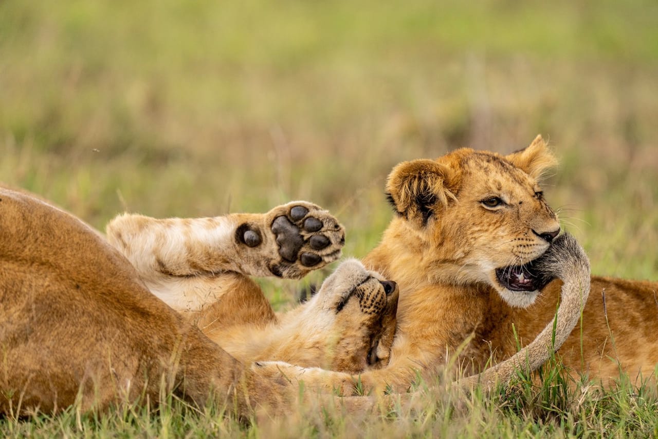 5 Days Tanzania Safari